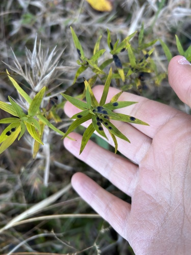 Unknown species found near Mineral, VA, US