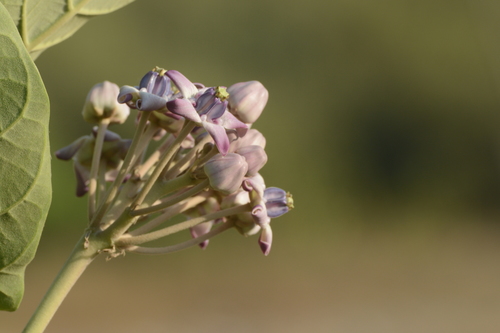 Calotropis gigantea