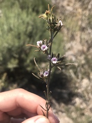 Psoralea uncinata