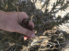 Psoralea uncinata