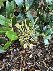 Schwartzia costaricensis