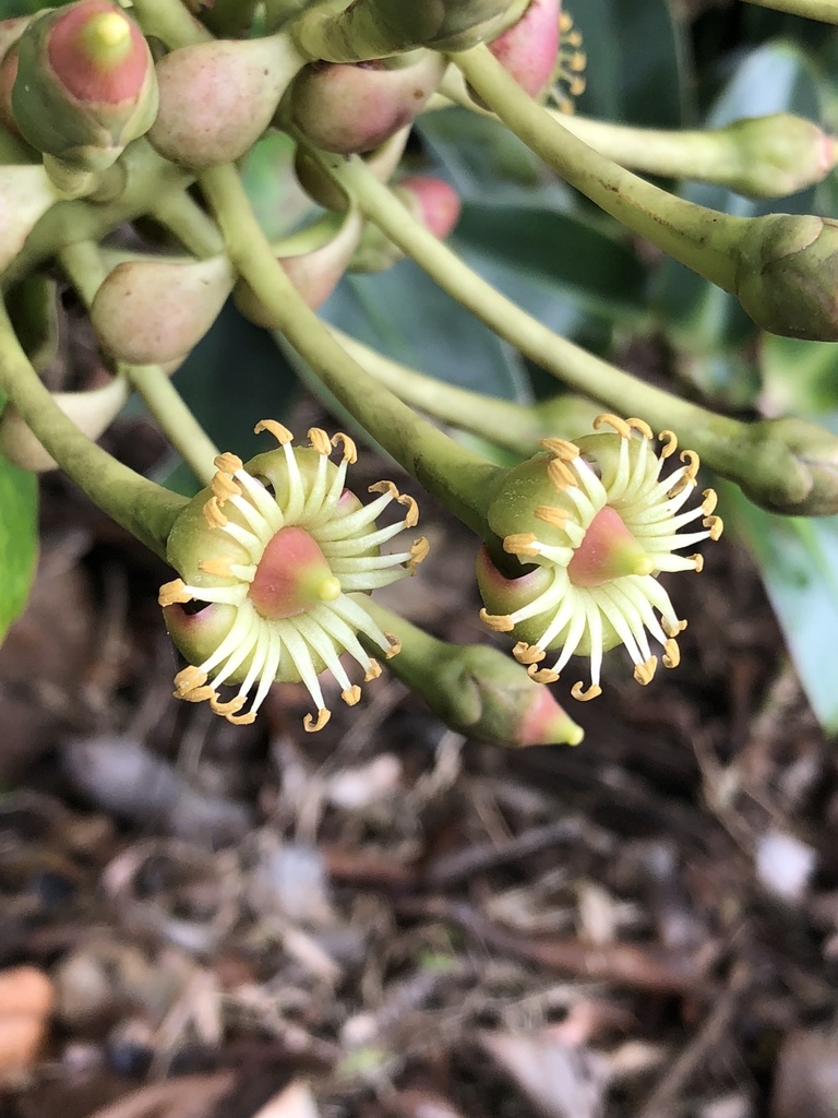 Schwartzia costaricensis