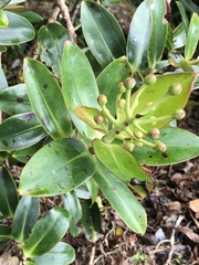Schwartzia costaricensis