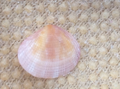 Semele bellastriata