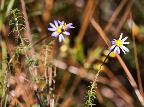 Creeping Stiff-leaved Aster (Ionactis repens)