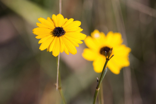 Texas Tickseed (Coreopsis linifolia)