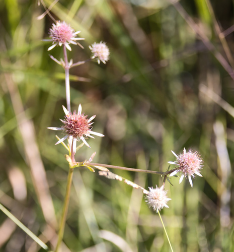Eryngium integrifolium, photograph 3