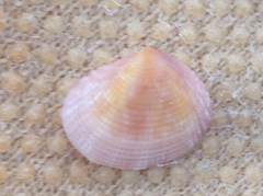Semele bellastriata