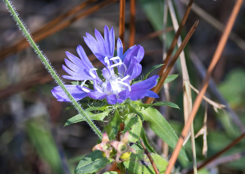 Stokes' Aster (Stokesia laevis)
