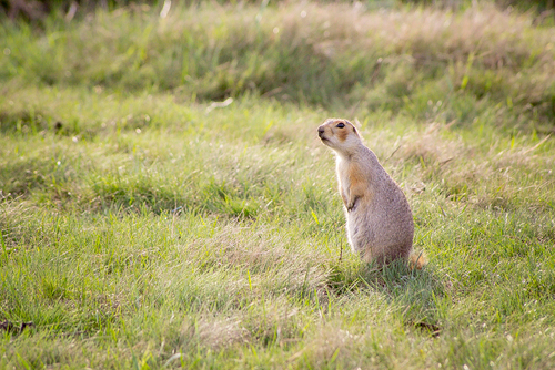 Russet Ground Squirrel