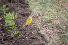 Motacilla flava beema