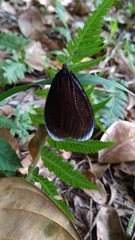 Pompelon marginata