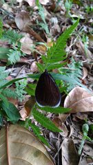 Pompelon marginata