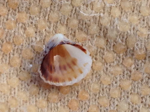 Three-tooth Carditid