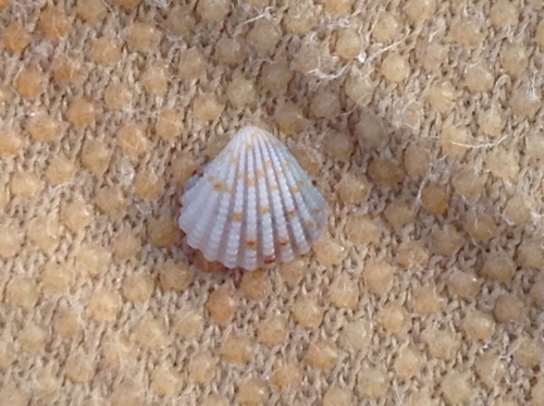 Three-tooth Carditid