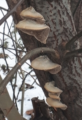 Trametes suaveolens