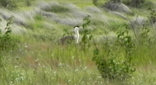 Great Indian Bustard