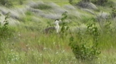 Ardeotis nigriceps