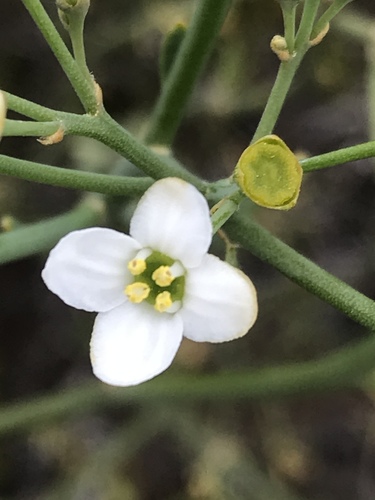 Montiniaceae