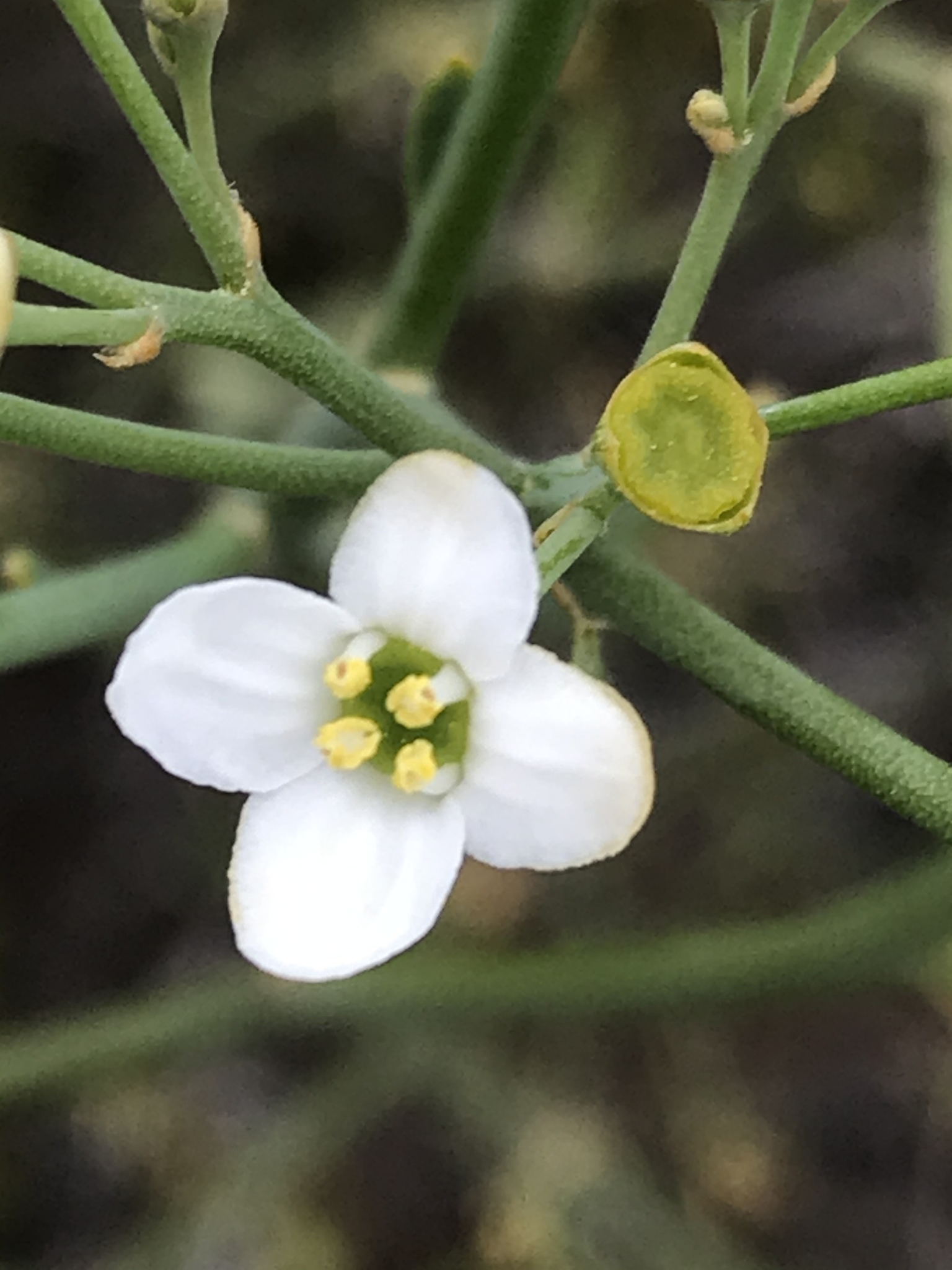 Montiniaceae