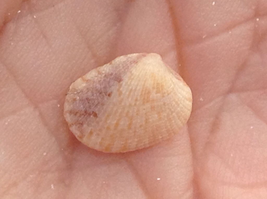 Grey Pygmy Venus