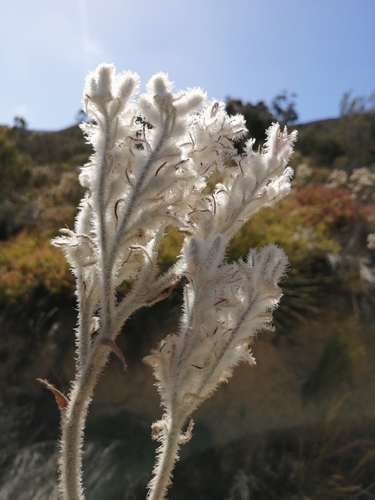 Lanariaceae