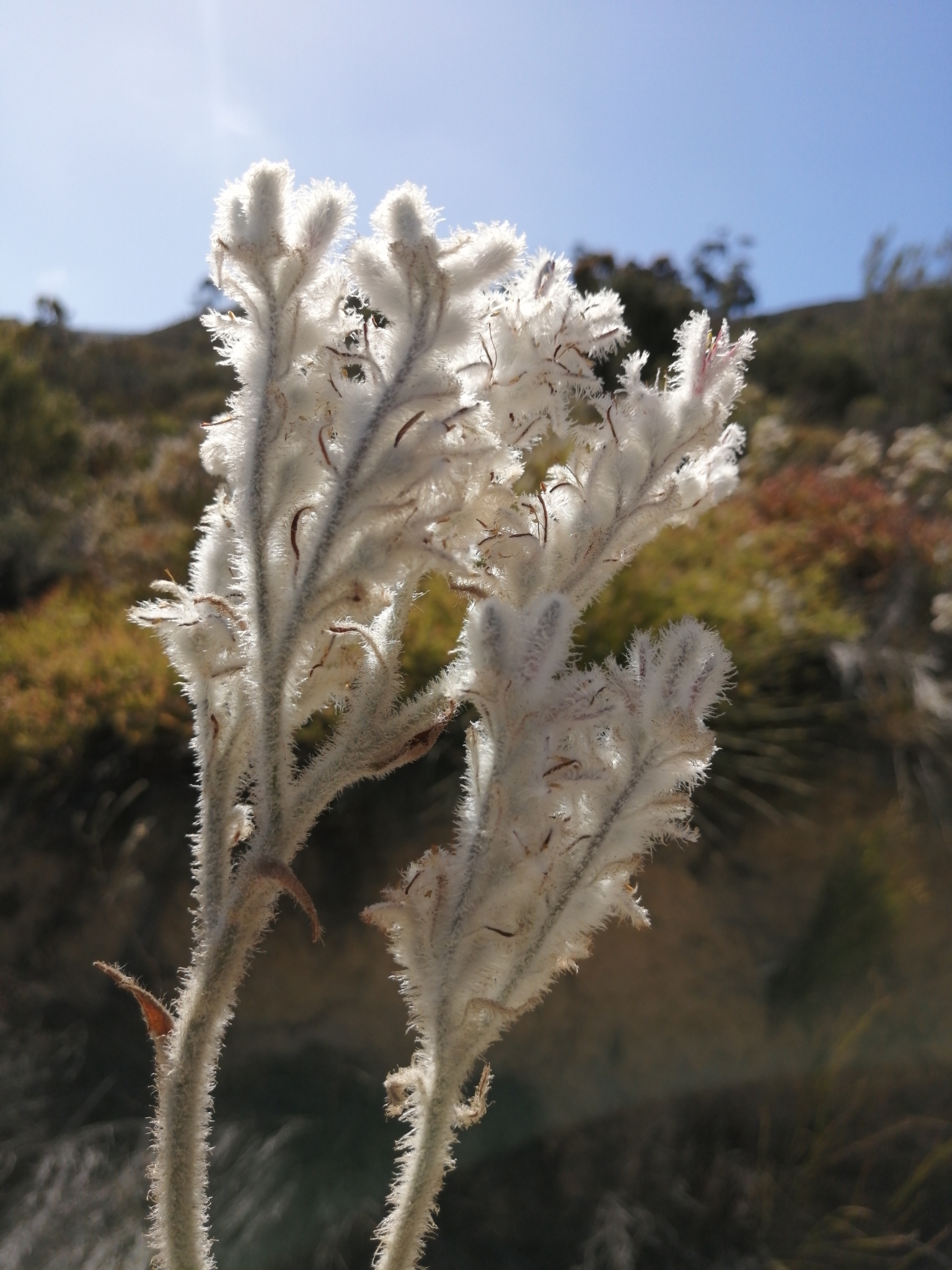 Lanariaceae