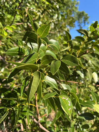 Swietenia mahagoni