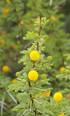 Vachellia exuvialis