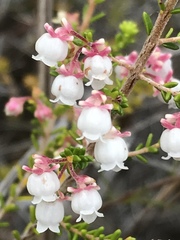 Erica formosa