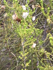 Erica formosa