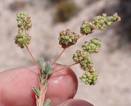 Quad Stackleaf (Psammotropha quadrangularis)
