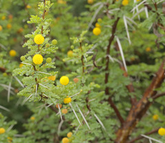 Vachellia exuvialis