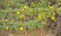 Vachellia exuvialis