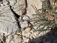 Polygala scoparioides