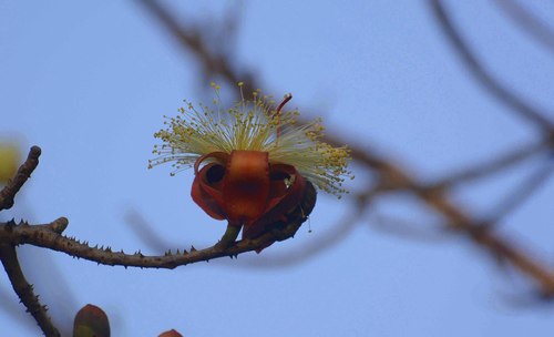 Image of Bombax Insigne (Bombax insigne) by no rights reserved
