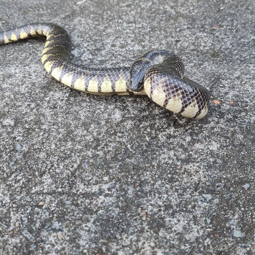 Bocourt's Water Snake