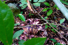 Terrapene carolina yucatana