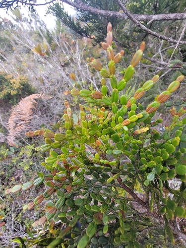 Papuan Incense-Cedar (Papuacedrus papuana)