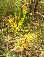 Psittacanthus robustus