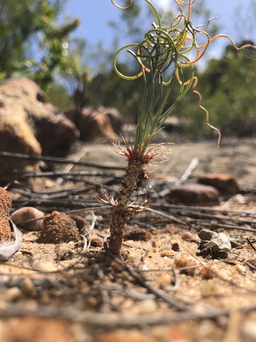 Gethyllis verticillata