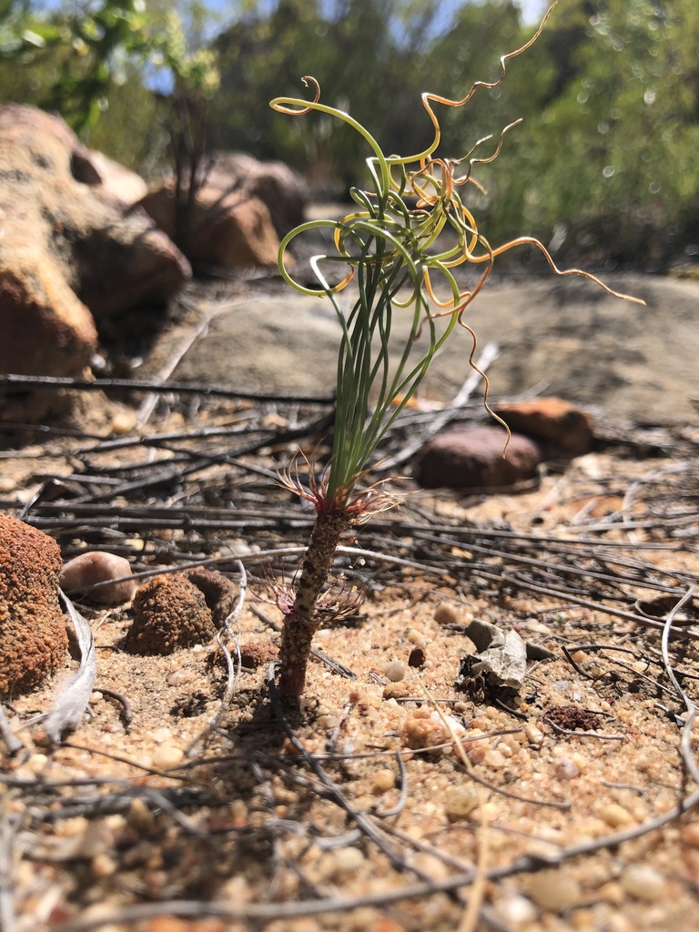 Gethyllis verticillata, Cape Winelands District Municipality, South Africa