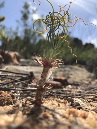 Gethyllis verticillata
