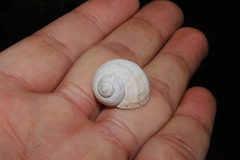 Helix philibinensis