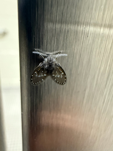 Unknown species found near Pioneer Blvd, Westampton, NJ, US