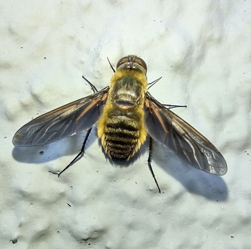 Unknown species found near Skiatook Library, Tulsa County OK