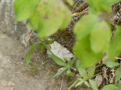 Selidosema brunnearia