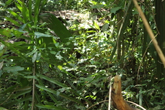 Morpho helenor ululina