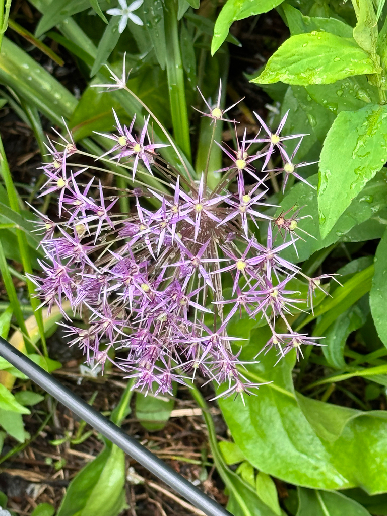 Allium christophii