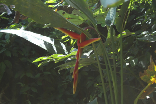 Heliconia marginata (Heliconia marginata)